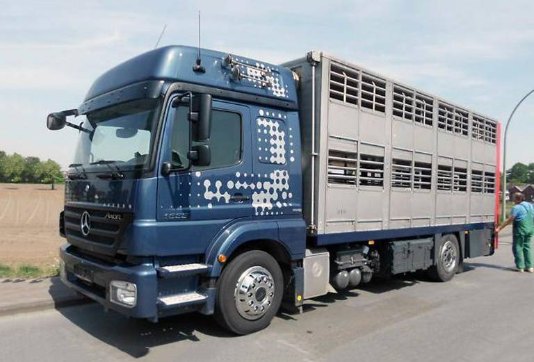 Транспортировка коровы автотранспортом из Солнечногорска в Тверь